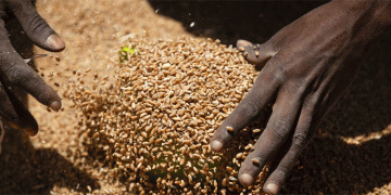 From Importer to Exporter: Decoding Zimbabwe’s Record-Breaking Wheat Revolution