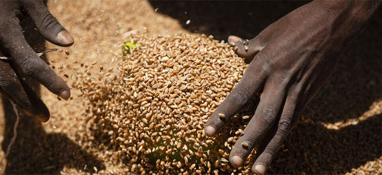 From Importer to Exporter: Decoding Zimbabwe’s Record-Breaking Wheat Revolution