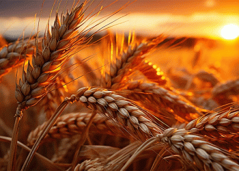 Navigating the New Math: What Russia’s Surging Wheat Export Duty Means for Your Bottom Line