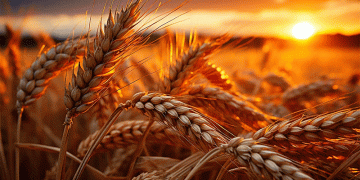 Navigating the New Math: What Russia’s Surging Wheat Export Duty Means for Your Bottom Line