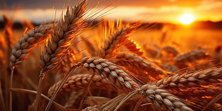 Navigating the New Math: What Russia’s Surging Wheat Export Duty Means for Your Bottom Line