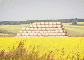 Beyond Compliance: How Rigorous Feed Grain Testing Builds a Resilient Agribusiness