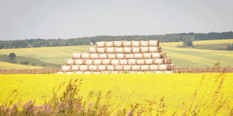 Beyond Compliance: How Rigorous Feed Grain Testing Builds a Resilient Agribusiness