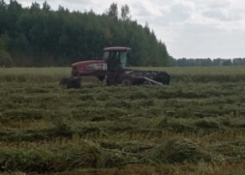 Beyond the Usual Suspects: How Tatarstan is Winning in the High-Stakes Chinese Grain Market