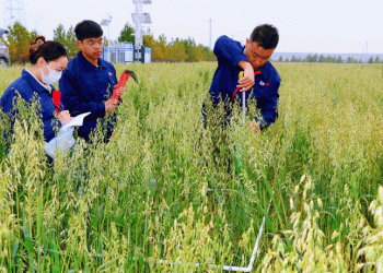 The Homegrown Advantage: New Domestic Oat Varieties Outperform Imports by 30%