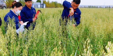 The Homegrown Advantage: New Domestic Oat Varieties Outperform Imports by 30%