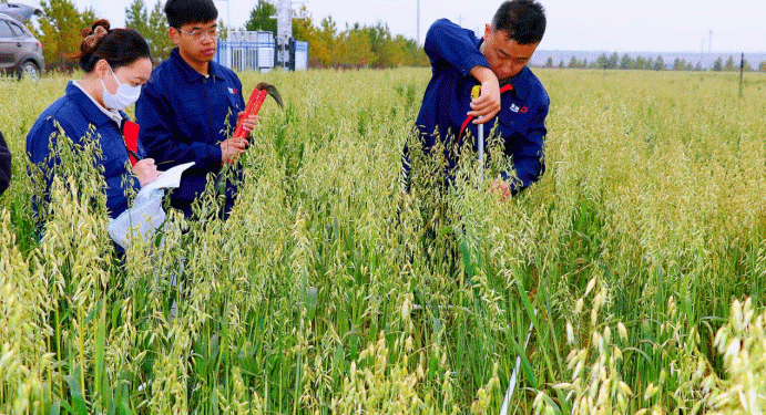 The Homegrown Advantage: New Domestic Oat Varieties Outperform Imports by 30%