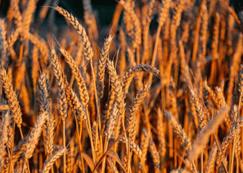 A New Trade Axis Forms: China Breaks a 30-Year Hiatus to Buy Argentine Wheat