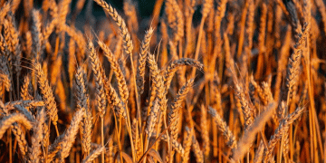 A New Trade Axis Forms: China Breaks a 30-Year Hiatus to Buy Argentine Wheat