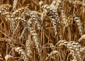 Wheat Market Whiplash: Deciphering Volatility, Export Signals, and Shifting Global Supply