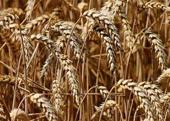 Wheat Market Whiplash: Deciphering Volatility, Export Signals, and Shifting Global Supply
