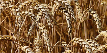 Wheat Market Whiplash: Deciphering Volatility, Export Signals, and Shifting Global Supply