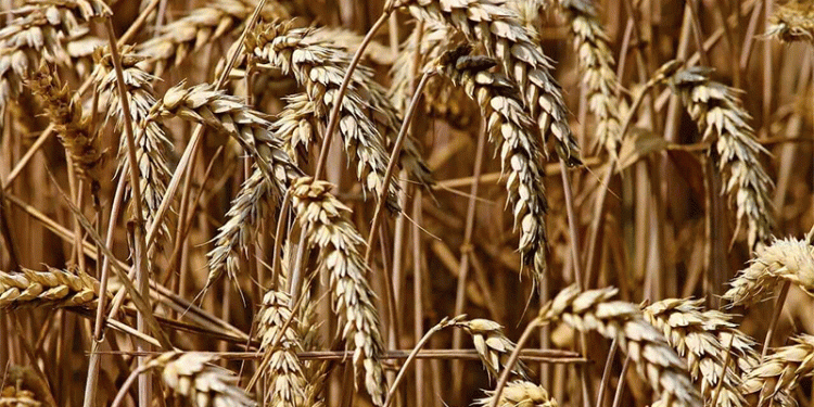 Wheat Market Whiplash: Deciphering Volatility, Export Signals, and Shifting Global Supply