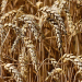 Wheat Market Whiplash: Deciphering Volatility, Export Signals, and Shifting Global Supply