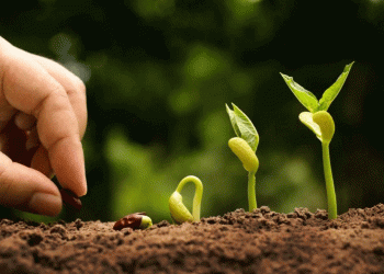 Beyond Self-Sufficiency: How Stavropol is Building a Domestic Seed-to-System Agricultural Model