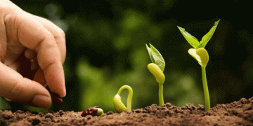 Beyond Self-Sufficiency: How Stavropol is Building a Domestic Seed-to-System Agricultural Model