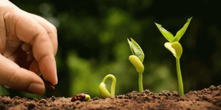 Beyond Self-Sufficiency: How Stavropol is Building a Domestic Seed-to-System Agricultural Model