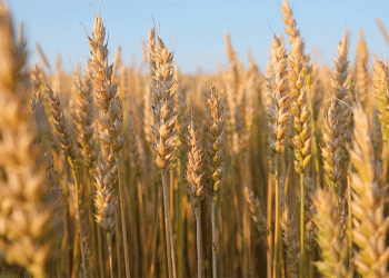 Zeroed Out: What the December Export Duty Shift Means for Your Grain Strategy