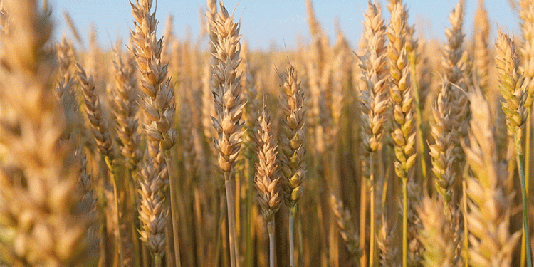 Zeroed Out: What the December Export Duty Shift Means for Your Grain Strategy