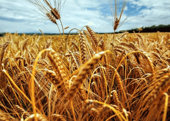 Record December Wheat Exports Mask a Shrinking Trade Network