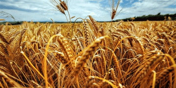 Record December Wheat Exports Mask a Shrinking Trade Network