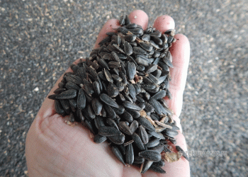 Beyond the Yield: Decoding Uvarovo’s Record Harvest in a Global Context