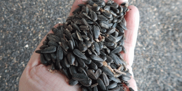 Beyond the Yield: Decoding Uvarovo’s Record Harvest in a Global Context