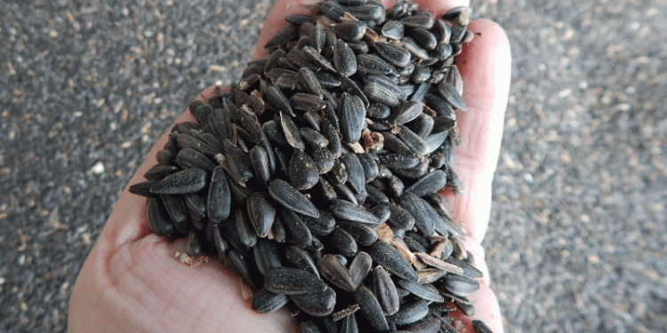 Beyond the Yield: Decoding Uvarovo’s Record Harvest in a Global Context