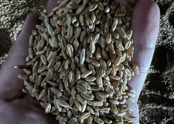 A Single Beetle in 2,000 Tonnes: The High-Stakes Detection of Stored Grain Pests