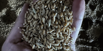 A Single Beetle in 2,000 Tonnes: The High-Stakes Detection of Stored Grain Pests