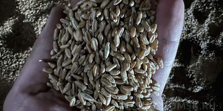 A Single Beetle in 2,000 Tonnes: The High-Stakes Detection of Stored Grain Pests