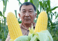 Beyond the Cob: How Science, Scale, and Synergy are Forging a New Era for Sweet Corn