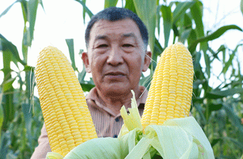 Beyond the Cob: How Science, Scale, and Synergy are Forging a New Era for Sweet Corn