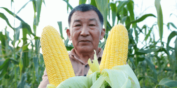 Beyond the Cob: How Science, Scale, and Synergy are Forging a New Era for Sweet Corn