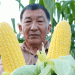 Beyond the Cob: How Science, Scale, and Synergy are Forging a New Era for Sweet Corn