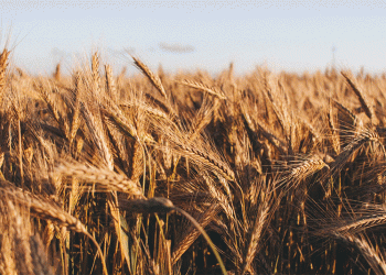 Wheat Diplomacy: Rebuilding Russia’s Strategic Grain Corridor to Syria