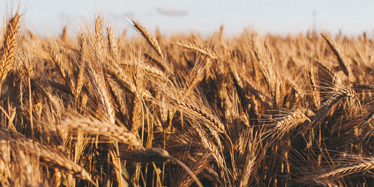 Wheat Diplomacy: Rebuilding Russia’s Strategic Grain Corridor to Syria