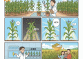 The “Smart” Corn Genome: How a Single Gene Could Reshape Yield Ceilings and Breeding Timelines
