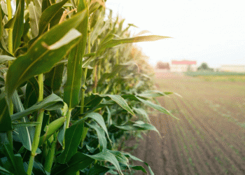 The Primorye Corn Boom: Decoding a 44% Surge and Its Strategic Implications