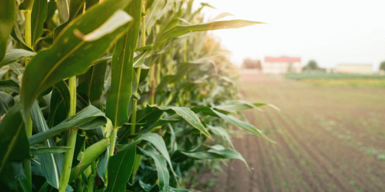 The Primorye Corn Boom: Decoding a 44% Surge and Its Strategic Implications