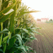 The Primorye Corn Boom: Decoding a 44% Surge and Its Strategic Implications