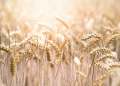 A Strategic Shift: Turkey Returns to the Russian Wheat Market Amid Domestic Harvest Decline