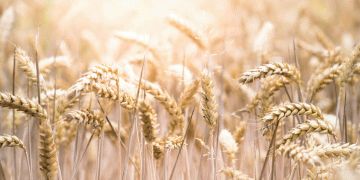 A Strategic Shift: Turkey Returns to the Russian Wheat Market Amid Domestic Harvest Decline