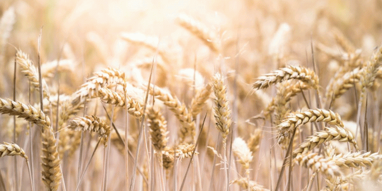 A Strategic Shift: Turkey Returns to the Russian Wheat Market Amid Domestic Harvest Decline