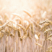 A Strategic Shift: Turkey Returns to the Russian Wheat Market Amid Domestic Harvest Decline