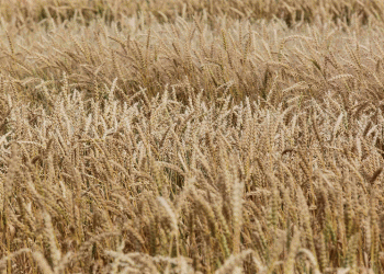 Navigating the 2025 Price Shift: Strategic Insights for Cereal and Legume Producers