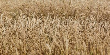 Navigating the 2025 Price Shift: Strategic Insights for Cereal and Legume Producers