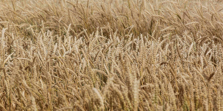 Navigating the 2025 Price Shift: Strategic Insights for Cereal and Legume Producers