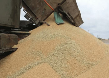 Beyond the Breadbasket: How Siberia’s Grain Corridor is Reshaping Russian Agriculture