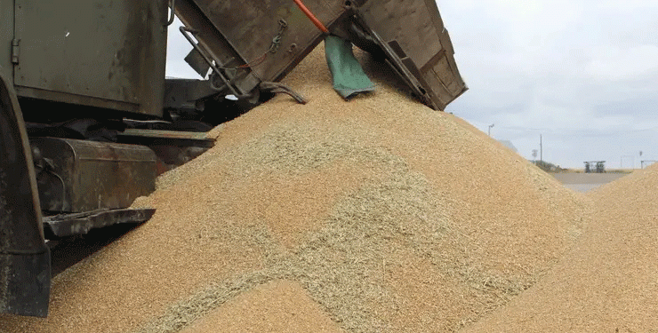 Beyond the Breadbasket: How Siberia’s Grain Corridor is Reshaping Russian Agriculture